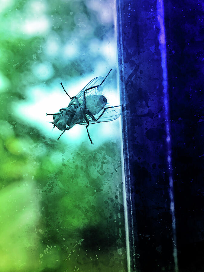 Housefly sitting on the window - watercolor painting effect in blue and green Digital Art by Nicko Prints