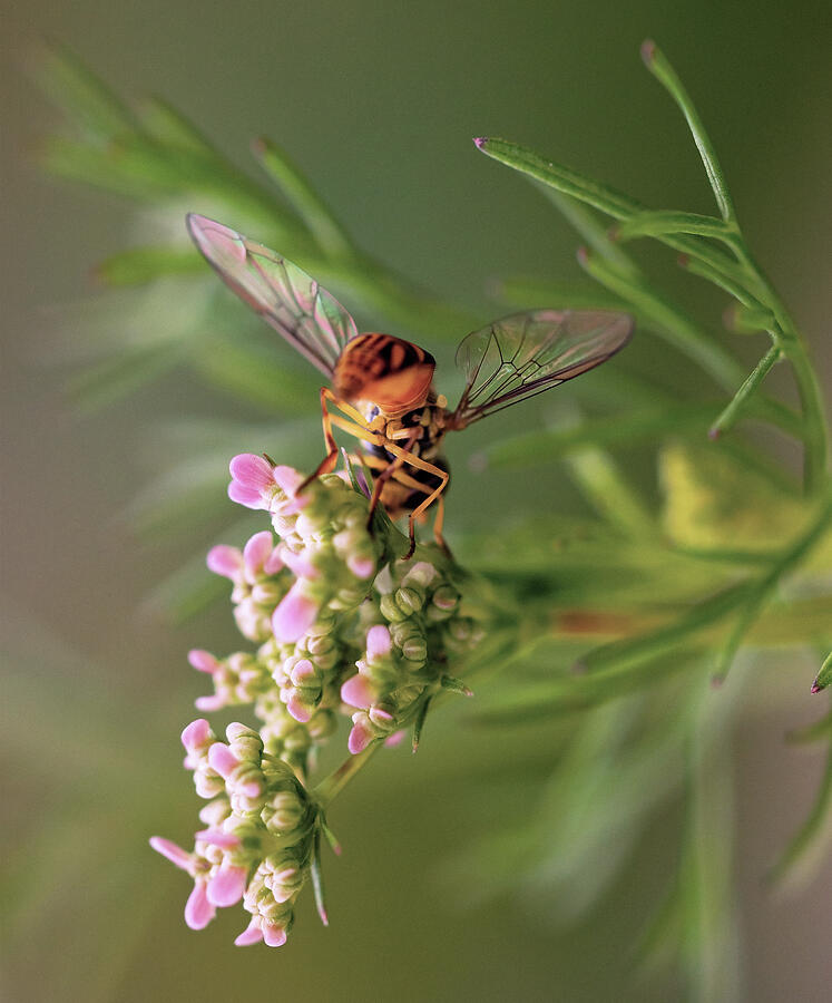 Hoverfly Dines on Cilantro Blossoms Photograph by Joe Schofield