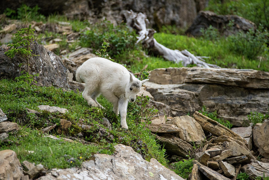 How did mamma get there? Photograph by Matt Halvorson