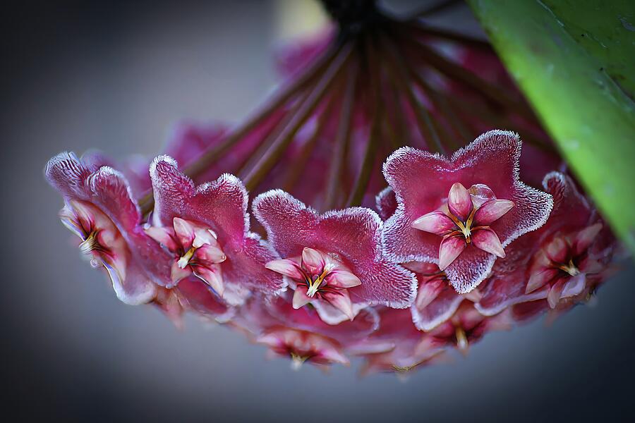 Hoya Carnosa in Bloom Photograph by Deb Beausoleil