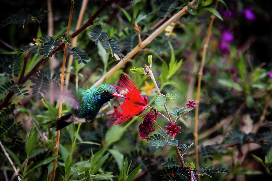Hummingbird approaching a flower Photograph by Craig A Walker