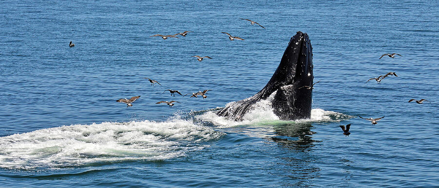 Breaching Whale Surrounded by Seagulls Photograph - Humpback - California by KJ Swan