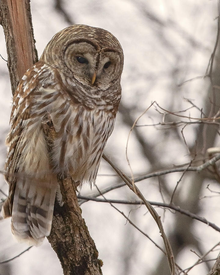 Hunter of the Night Photograph by Jim E Johnson