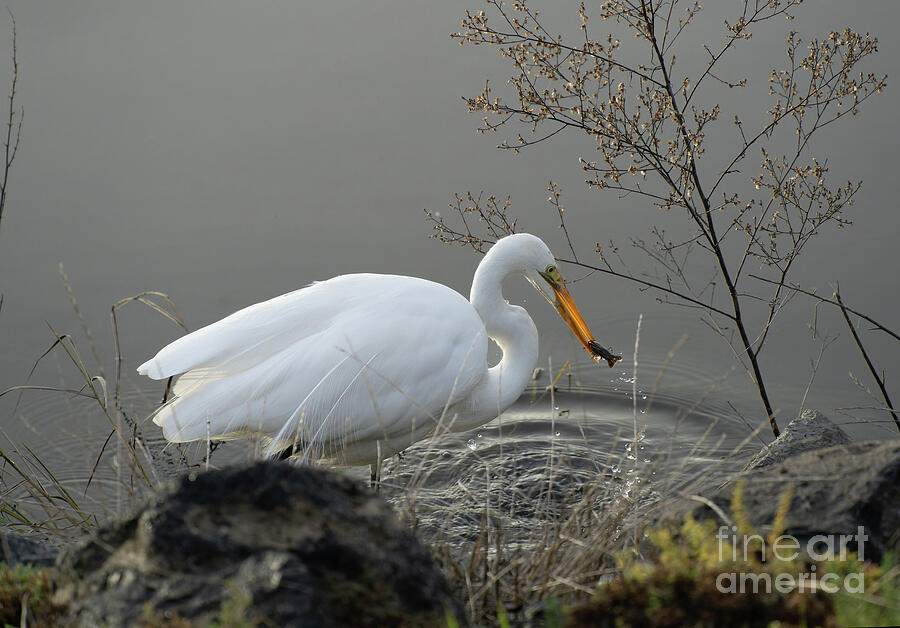 Hunting Egret Photograph by Helo Art