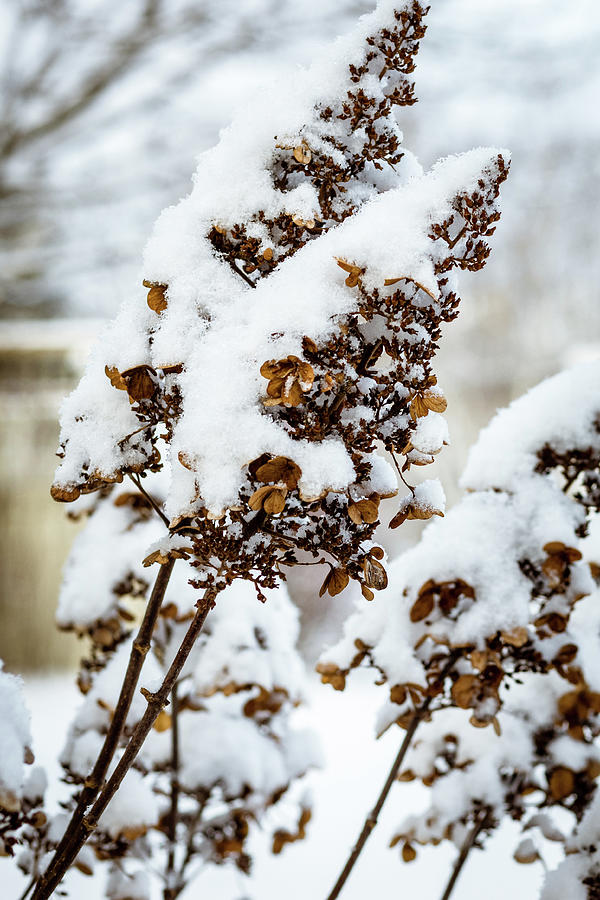 Hydrangea Waits for Spring Photograph by Craig A Walker