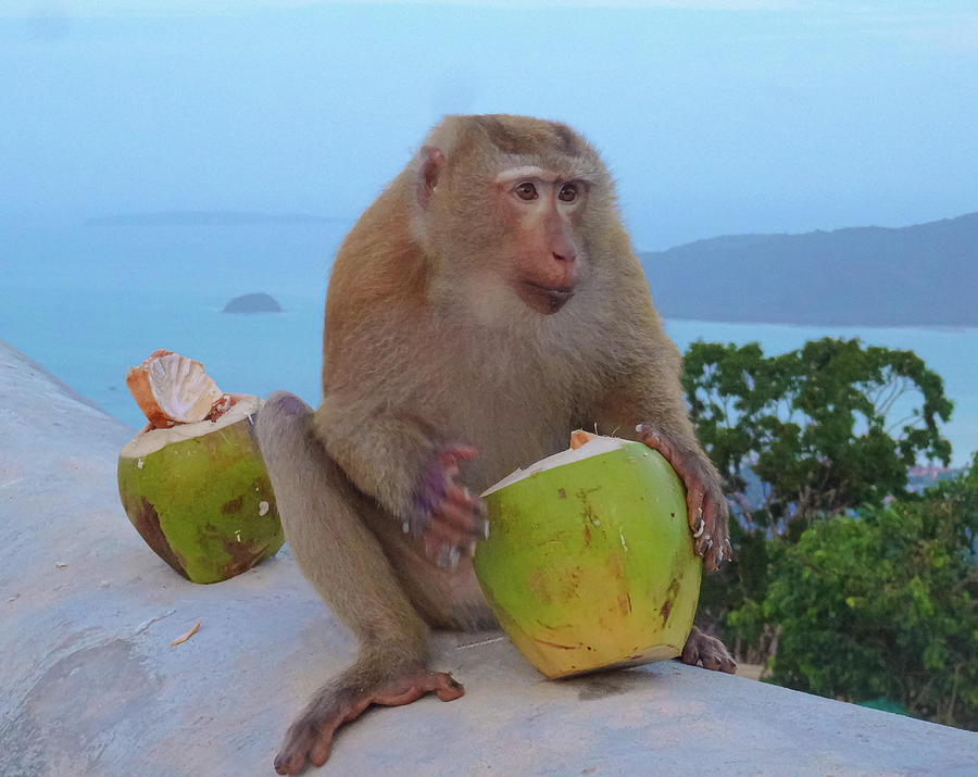 I Am A Monkey I Eat Therefore I Am Photograph by Andre Petrov