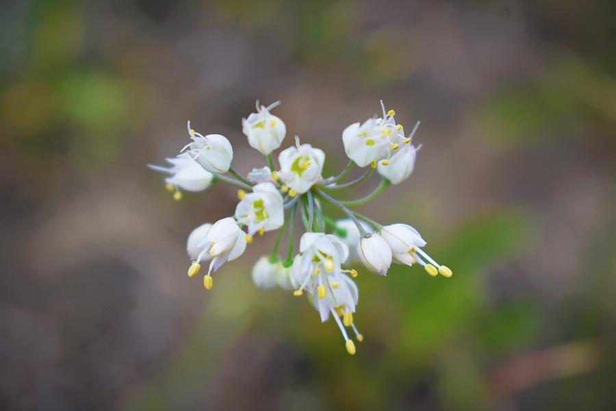 I Dream of Wild Onions Photograph by Alden White Ballard