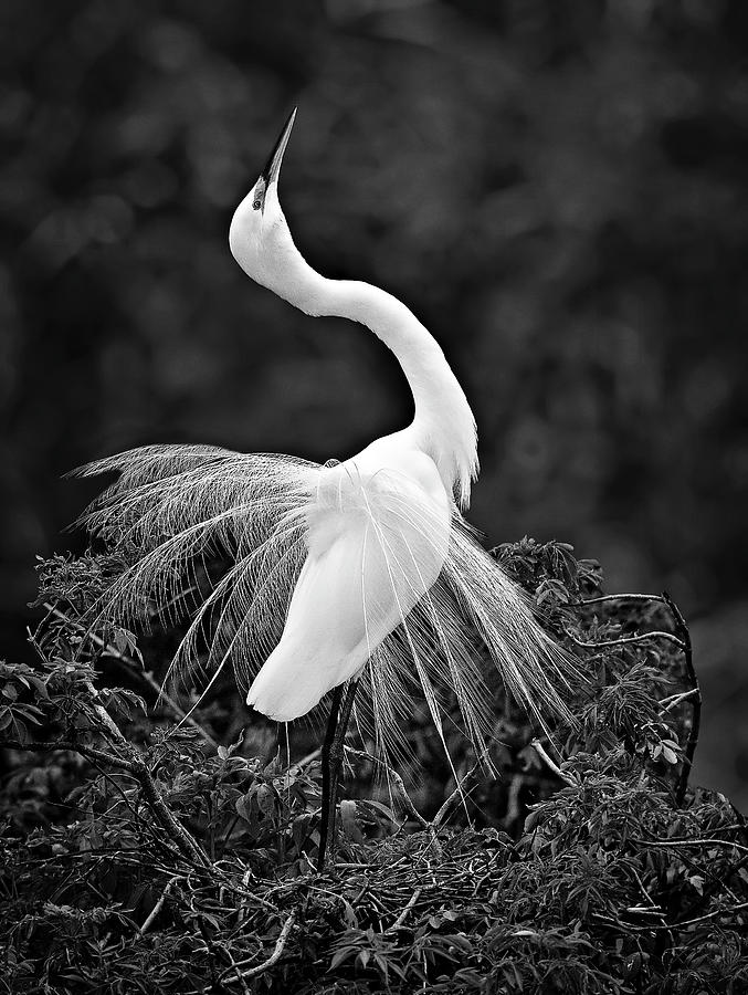 I Feel Pretty BW Photograph by Susan Candelario