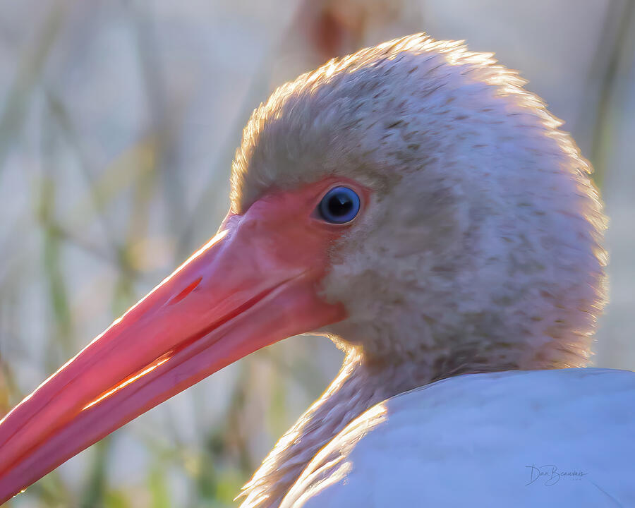 Close-Up of a White Ibis Photograph - Ibis Smile #1182 by Dan Beauvais