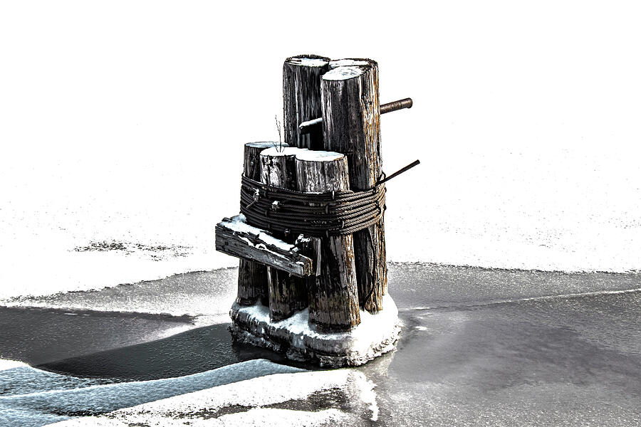 Ice Survivor Photograph by Vi Ray