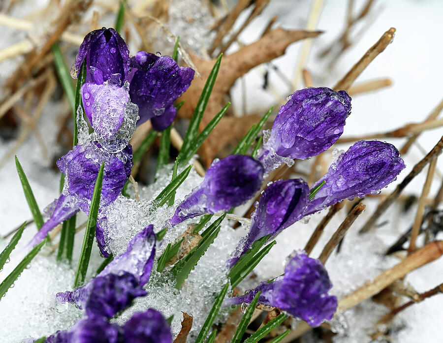 Iced Crocus Photograph by Steven Nelson