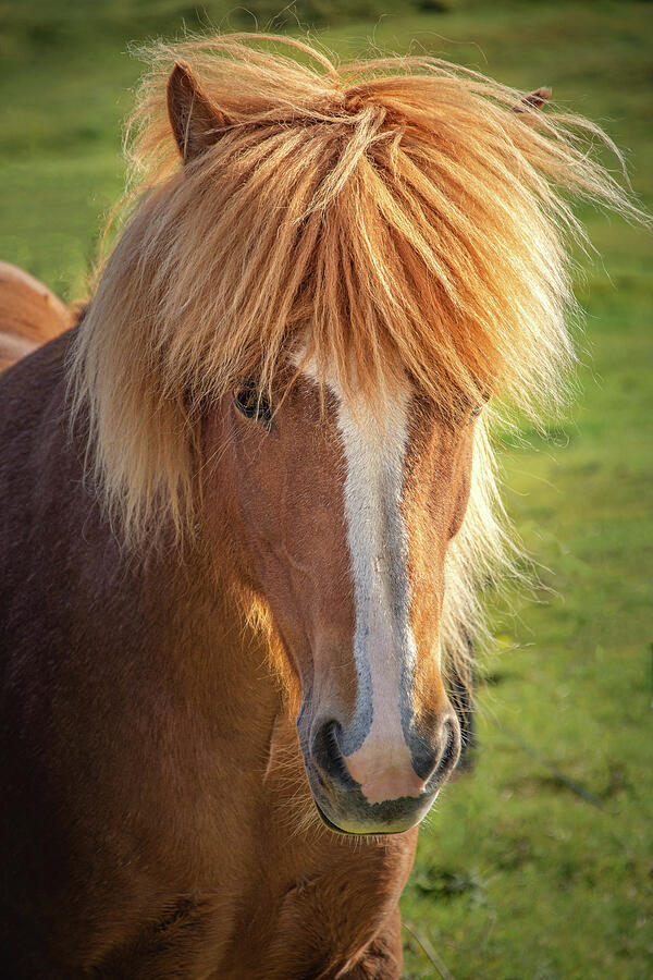 Icelands Special Breed of Horses Photograph by Rebecca Herranen