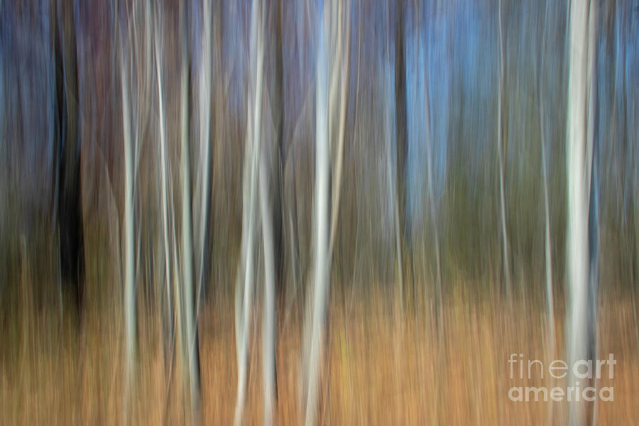 Icm_9849 Photograph by Mark Triplett