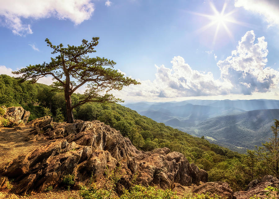 Iconic Pine at Ravens Roost - Blue Ridge Parkway Photograph by Susan ...