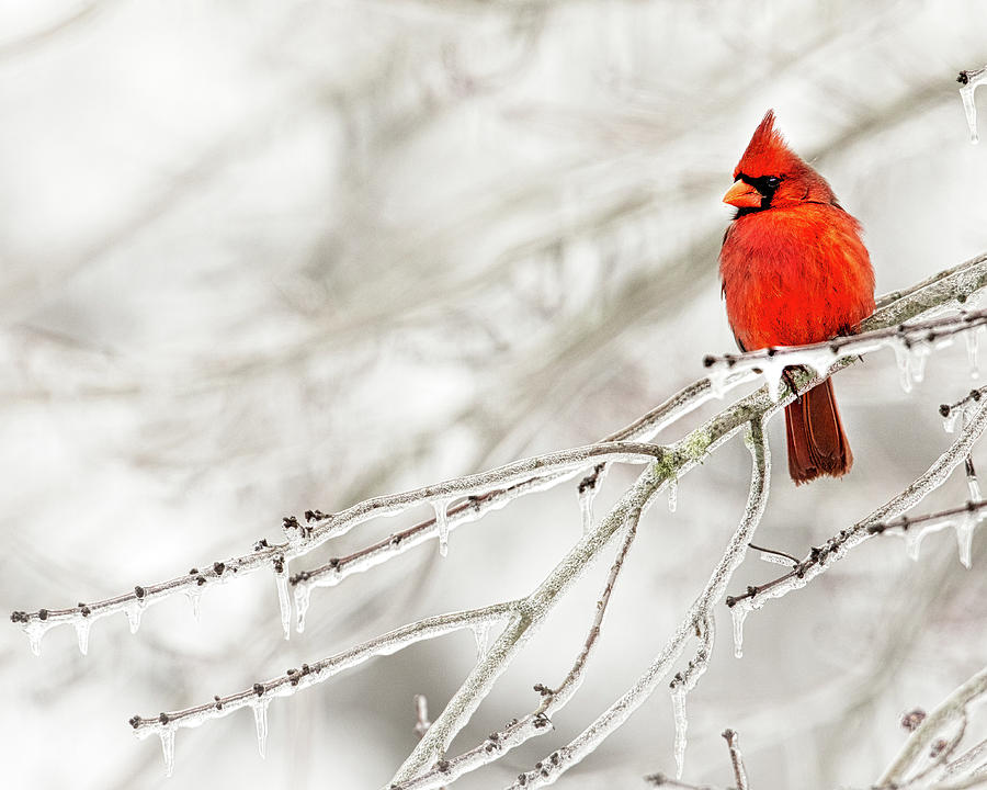 Icy Cardinal Photograph by Jim E Johnson