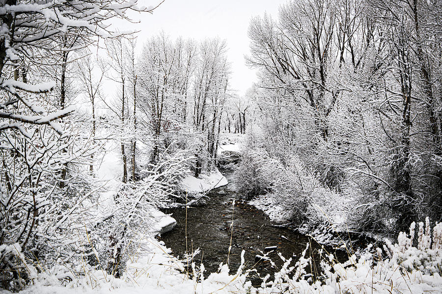 Icy Wonderland Photograph by Jon Snyder