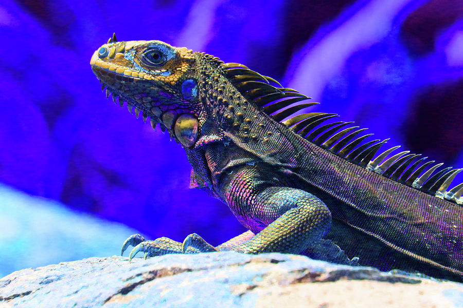 Iguana 4 - Abstract Photograph by Ron Berezuk