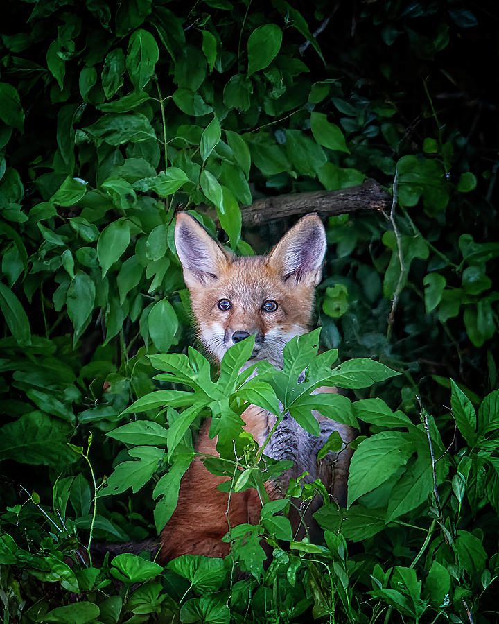 Peek-a-boo Photograph by Jim E Johnson