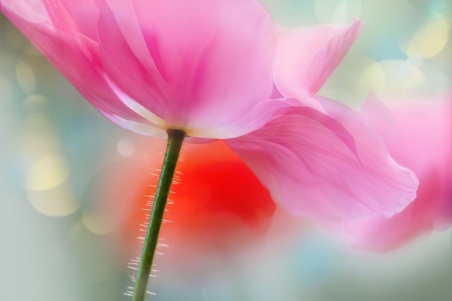 In Pink Photograph by Ursula Abresch