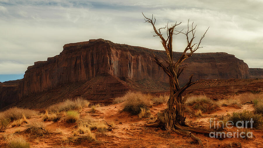Desert Landscape with Lone Tree Photograph - In the Shadow of Monuments by Dodie Ross