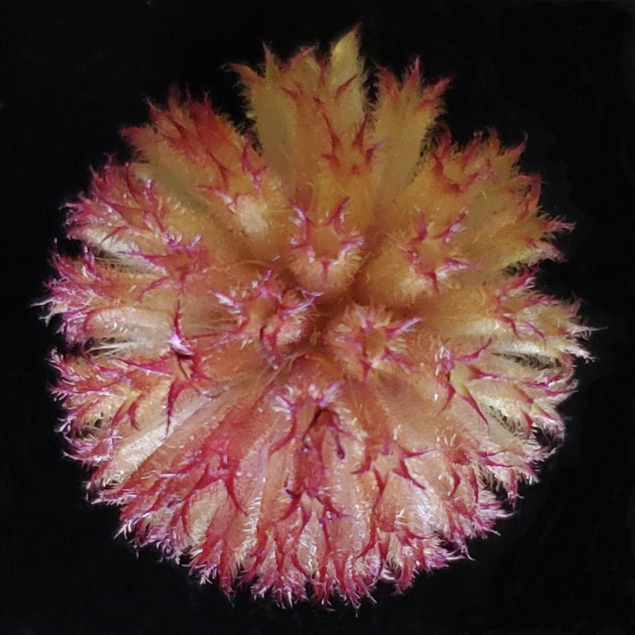 Indian Blanket Fuzz Photograph by Joy Garso