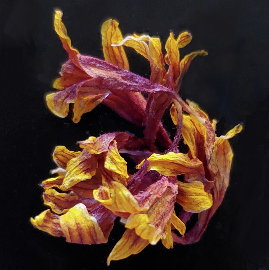 Indian Blanket Leaves Photograph by Joy Garso