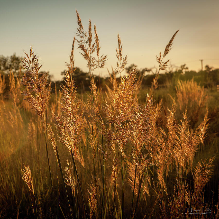 Indian Grass Backlit by the Sun Photograph by Howard Holley