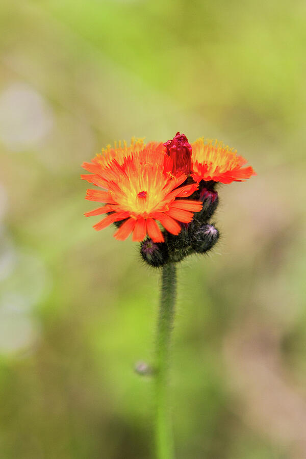 Indian Paintbrush Photograph by Steven David Roberts