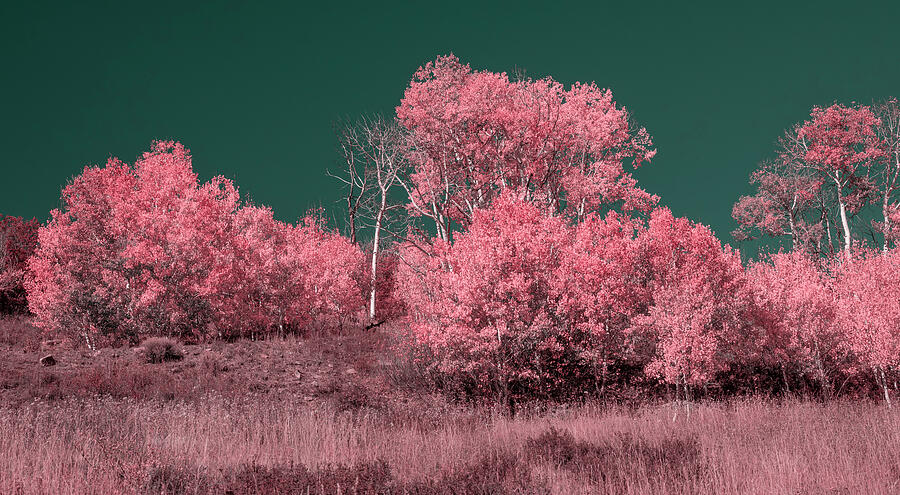 Pink Forest Under Dark Sky Photograph - Infrared Aspen Forest by Dan Sproul
