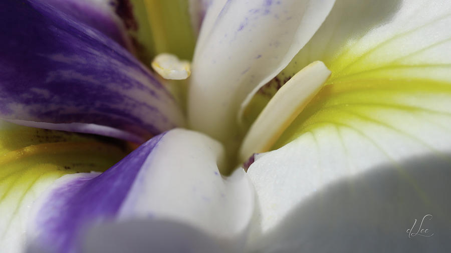 Inner Connection Colorful Lily Photograph by D Lee