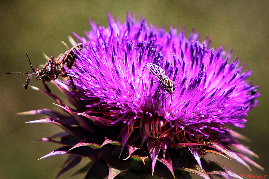 Insects Love Flowers Photograph by Rene Vasquez