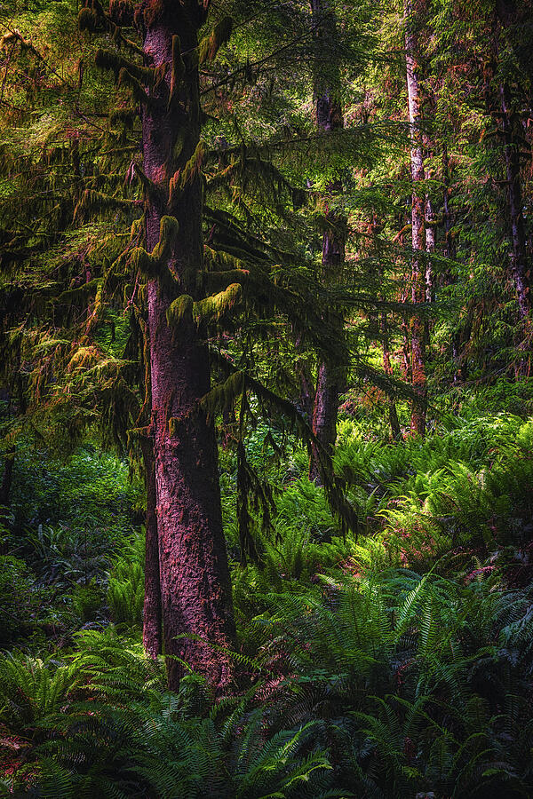 Serene Forest Landscape Photograph - Into the Emerald Woods by Kevin Schwalbe