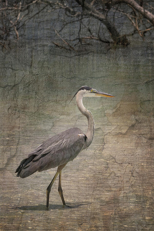 Into the Marsh - warm Photograph by Maryanne Keeling