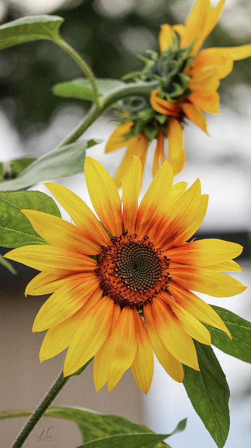 Invitation from a Sunflower Photograph by D Lee