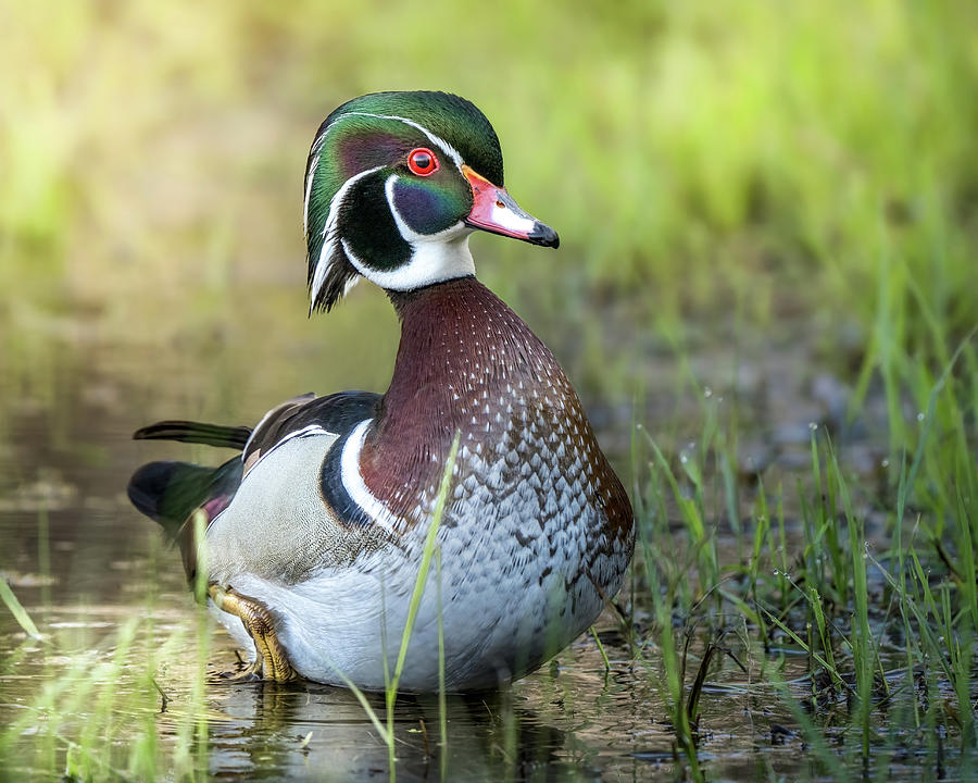 Iridescent Feathers Photograph by James Overesch