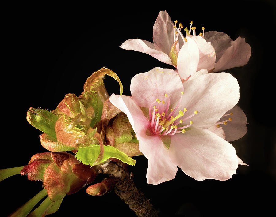 Isolated Cherry Blossom Photograph by Steven Nelson