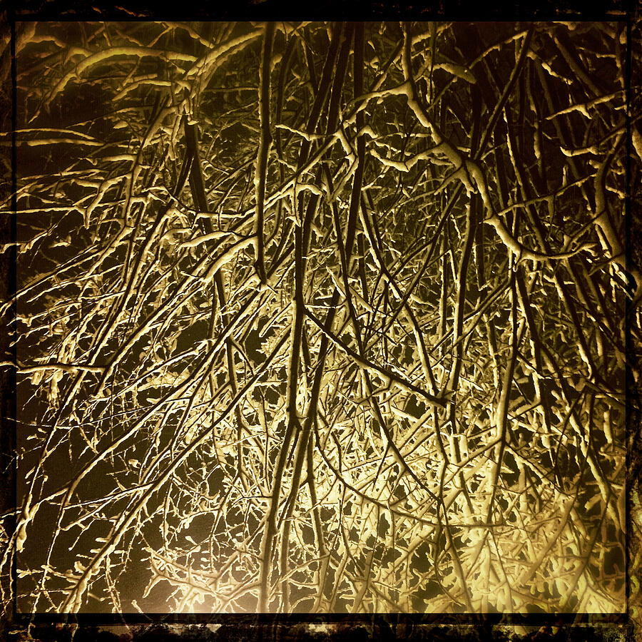 Entwined Snowy Branches Photograph - It was a Snowy Night 1 by Onedayoneimage Photography