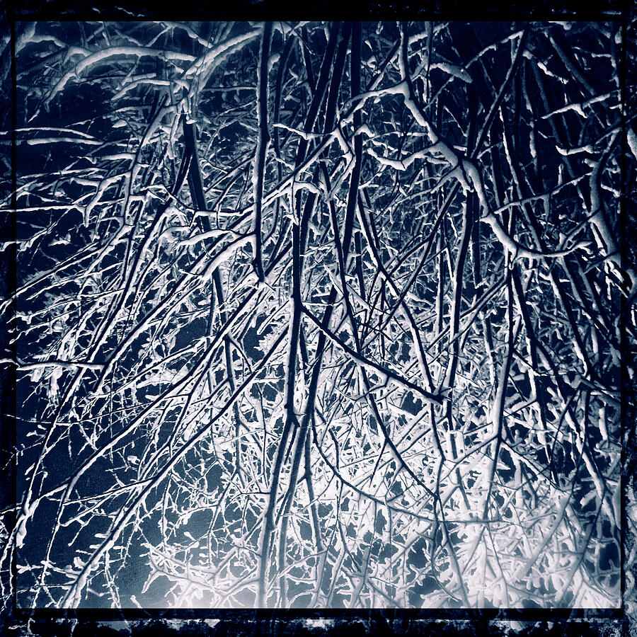 Snow-Covered Branches at Night Photograph - It was a Snowy Night 2 by Onedayoneimage Photography