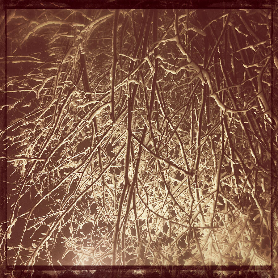 Snow-Covered Branches at Night Photograph - It was a Snowy Night 3 by Onedayoneimage Photography