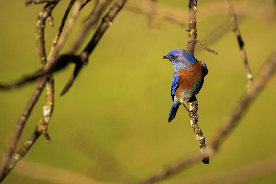 Its a Bluebird Day Photograph by Mike Lee