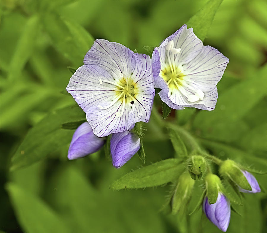 Jacobs Ladder Photograph by Bob Falcone