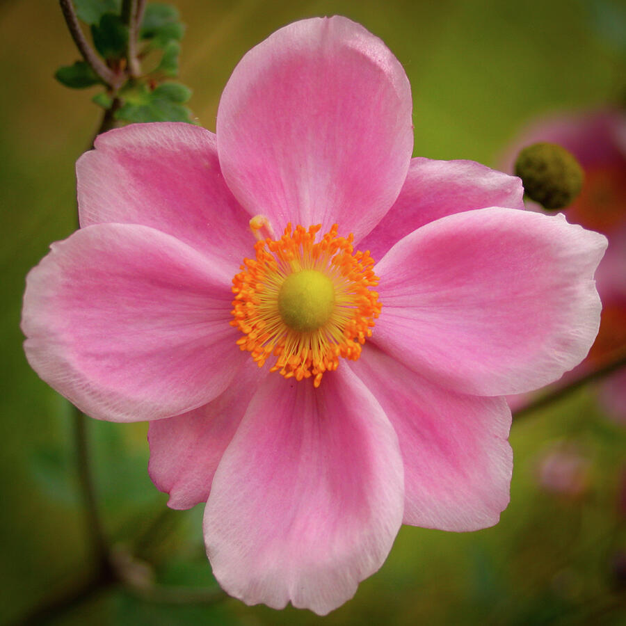 Close-Up of Pink Flower Bloom Photograph - Japanese Anemone by Seeables Visual Arts