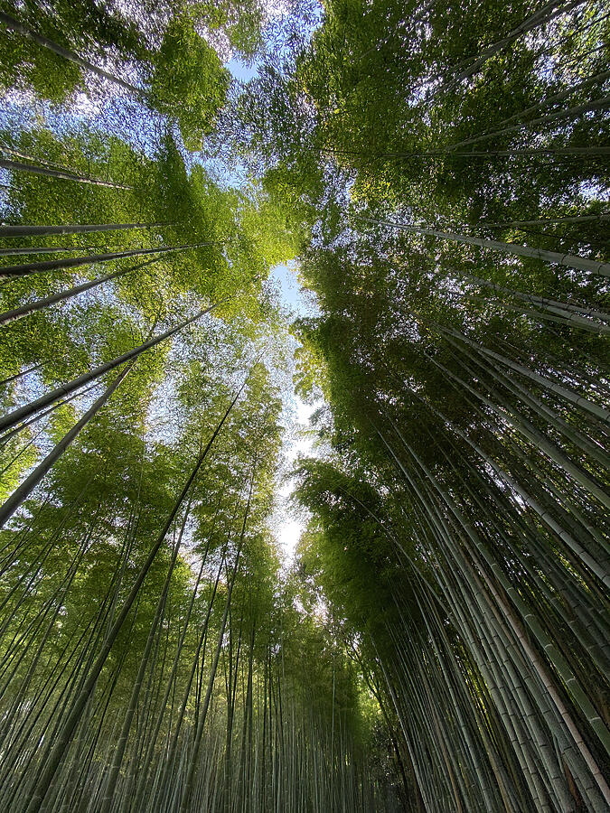 Arashiyama Bamboo Forest in Kyoto Japan Serene Green Canopy by Rachel League
