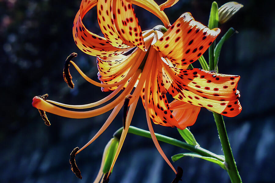 Japanese Garden Photograph by Tommy Farnsworth