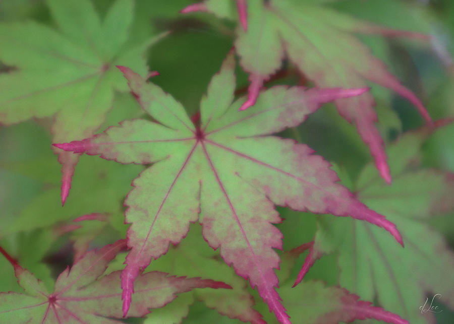 Japanese Maple Showing Off Photograph by D Lee
