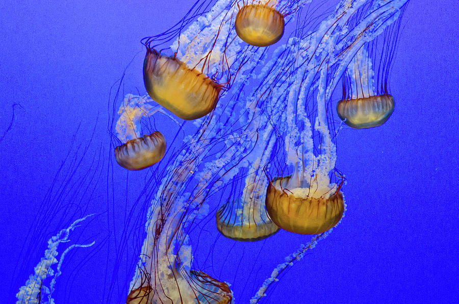 Jellies in Blue Photograph by Matt Halvorson