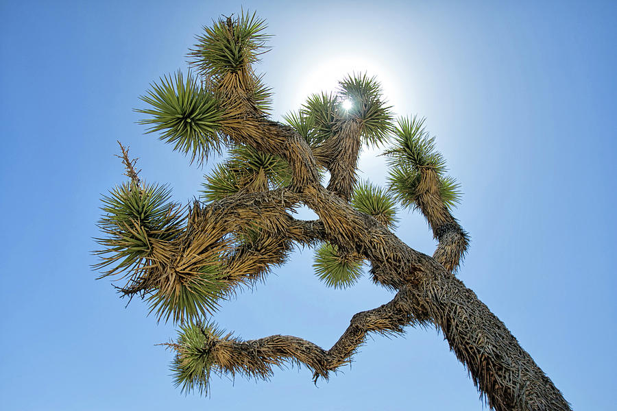 Joshua Tree 1 Photograph by Lisa Chorny
