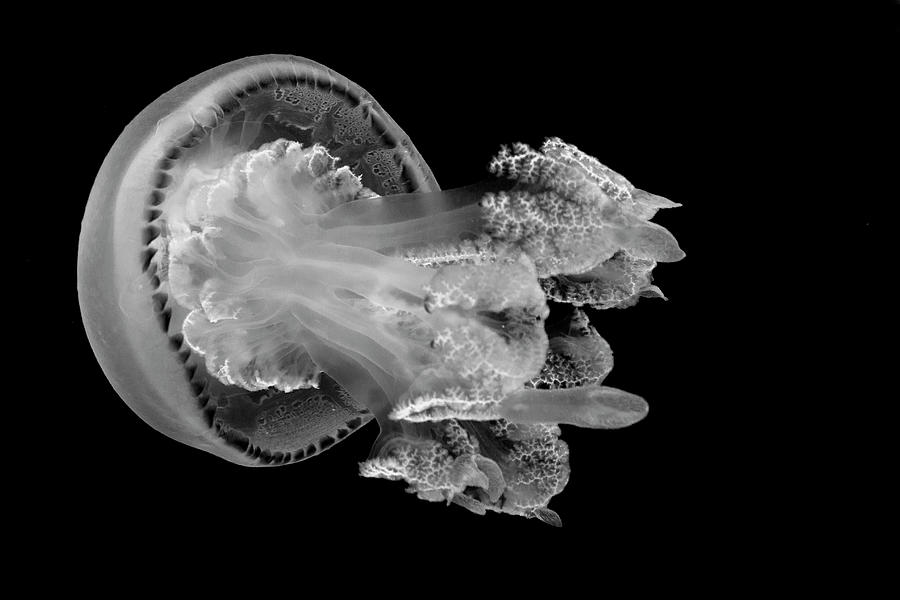 Journey Photograph by Gina Cinardo