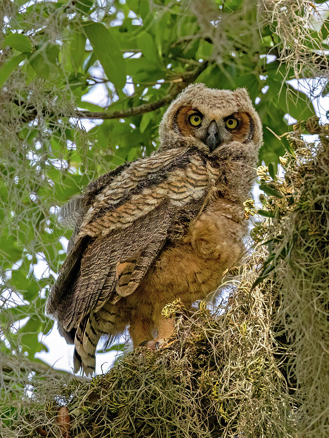 Juvenile Great Horned Owl Photograph by Gina Fitzhugh