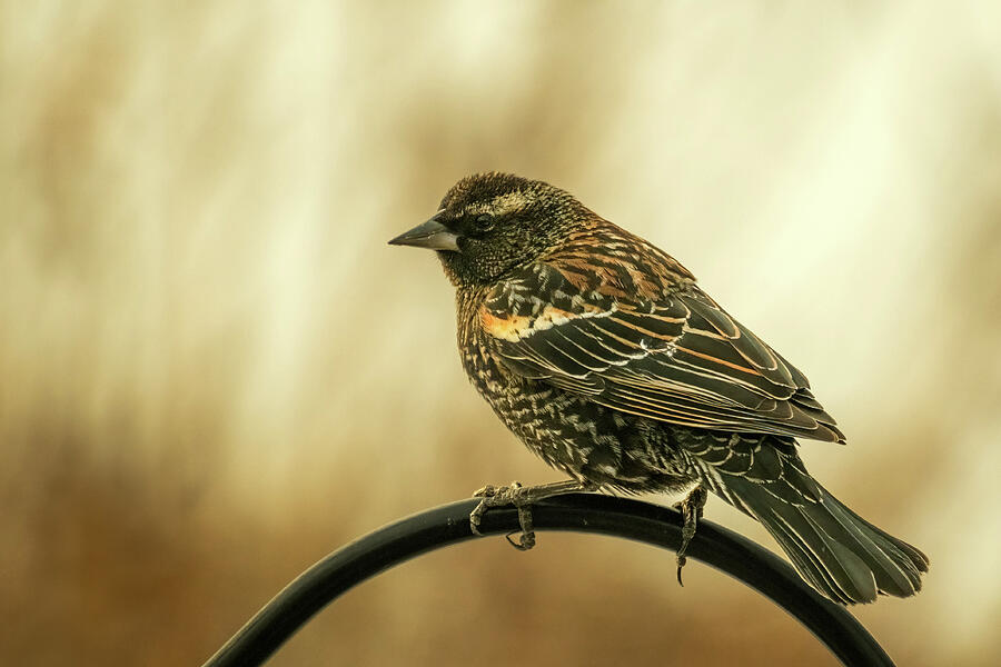 Juvenile Red-winged Black Bird Photograph by Dodie Ross